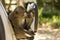 Monkey see\'s himself in the mirror