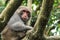 Monkey in Shoushan, Monkey Mountain in Kaohsiung city, Taiwan