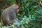 Monkey in Shoushan, Monkey Mountain in Kaohsiung city, Taiwan