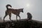 Monkey shouting on dog because she is frightened.