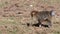 Monkey Showing Purple Bottom, Eating from the Ground, walking - Barbary Macaques of Algeria & Morocco