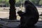 Monkey silhouette in Angkor Wat temple, Cambodia. Monkey eats tropical fruit looking on tourists.