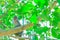 Monkey sit on the tree lives in a natural forest with copy space add text