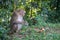 Monkey sitdown and look Garbage in side forest.