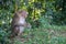 Monkey sitdown in side forest