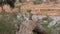 A Monkey Sits On A Dry Tree On Background Of The River In Samburu Africa