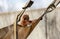 a monkey sits in a hammock in an enclosure