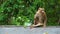 Monkey sits in a jungle near a road, tropical forest