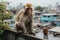 a monkey sits on the ledge of a building
