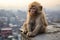 a monkey sits on the ledge of a building overlooking the city