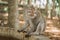 A monkey sits near a swimming pool in the background of a jungle. Monkeys in their natural habitat.