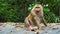 Monkey sits on the road in the park and looks around