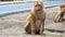 Monkey sits and stares into the camera, the family of primates