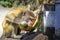 Monkey sits on a stone and eats a watermelon against the backdrop of a tropical forest on a sunny day.