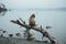 a monkey sits on a tree branch in front of a body of water