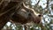 Monkey Sits in Tree - Vertical Social Media Format