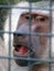 A monkey sits in a zoo