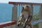 Monkey sitting alone and depressed on stainless steel railing by the blue sea  Background and wallpaper.