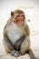 Monkey sitting on the beach in Asia