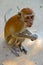 Monkey sitting on the beach send and looks pensive