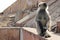 Monkey Sitting on Crumbling Stone Wall