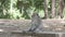 A monkey sitting and eating On the ground in the forest.