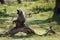 Monkey sitting on fallen tree