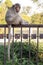 Monkey Sitting on Fence