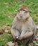 Monkey sitting on grass with fruit in hands and looking forward.