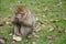 Monkey sitting on grass with fruit in hands and looking forward.