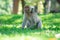 Monkey sitting on green grass with light sunshine,thailand
