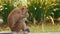 Monkey sitting on the ground eating food at the Khao Kheow Open Zoo. Thailand