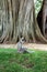 Monkey Sitting on Ground by Large Banyan Tree