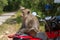 Monkey sitting on a motorbike. Travel and tourism in Thailand