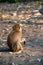 A monkey sitting on a paving road in a protected forest area in the city