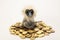 Monkey is sitting on a pile of gold coins.