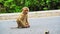 Monkey sitting on the road