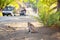 Monkey sitting on the side of the road. The streets of Bali