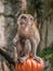 Monkey Sitting on a Stone in Batu Caves