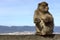 Monkey sitting on a stone fence