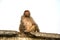A monkey sitting on a stone slab on a white background.