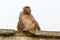 A monkey sitting on a stone slab on a white background.