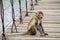 Monkey that sitting on the suspension bridge