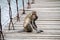 Monkey that sitting on the suspension bridge