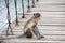Monkey that sitting on the suspension bridge