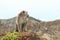 Monkey sitting on top of crater on Kelimutu
