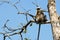 Monkey sitting on tree branch tropic forest. Wildlife India