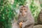 A monkey is sitting on a tree in the jungle and eating a coconut. Behavior of Monkeys in their natural habitat.