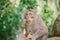 A monkey is sitting on a tree in the jungle and eating a coconut. Behavior of Monkeys in their natural habitat