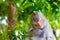 Monkey sleep at Koh Sam Muk,Chon Buri, Thailand.